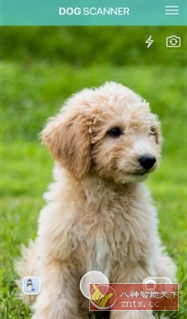 Dog Scanner 狗狗鉴定器v22.2.21-G高级版-刀客资源网